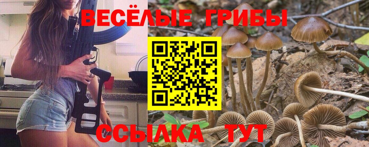 Галлюциногенные грибы Cubensis Ковров